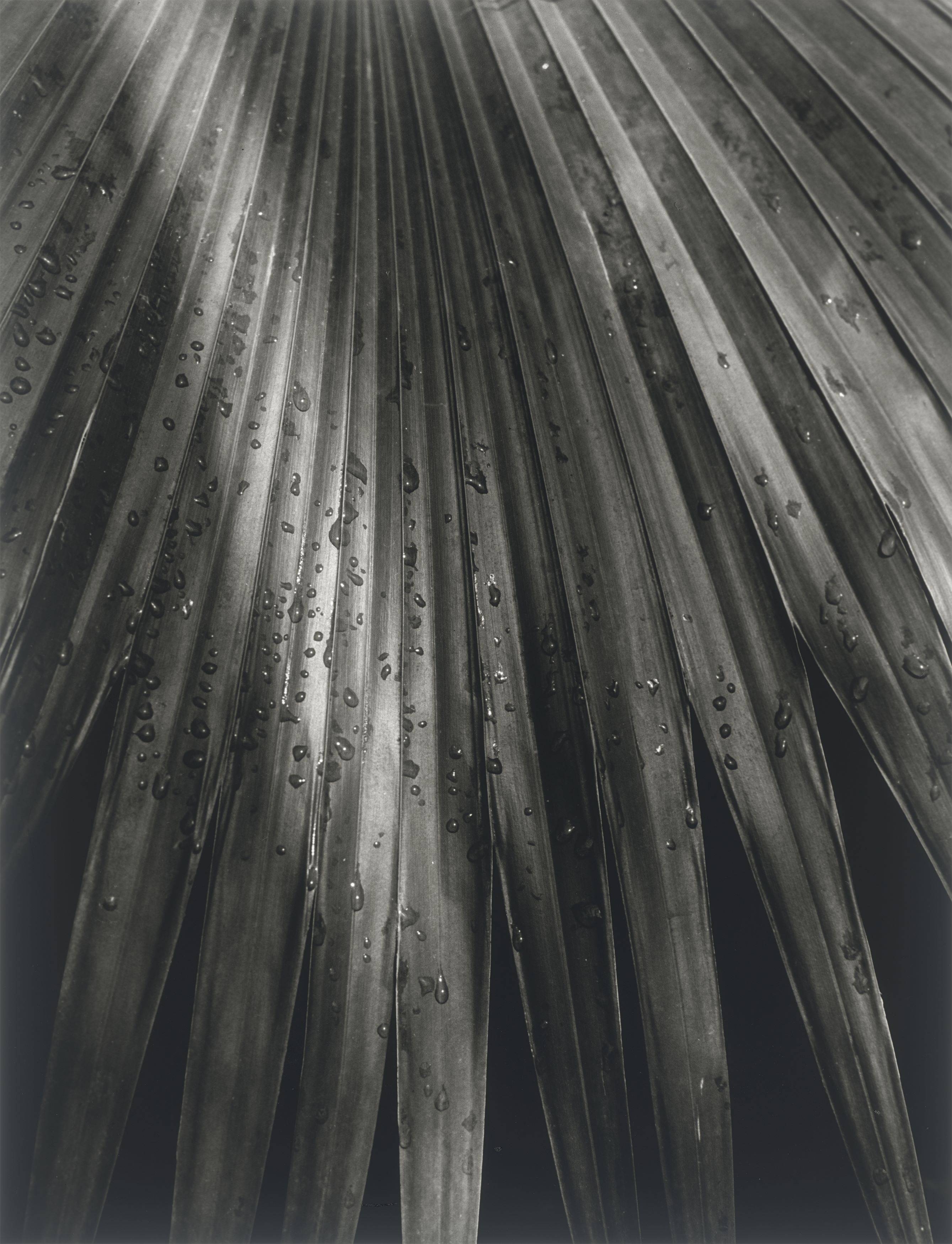 This picture shows the following artwork: Horst P. Horst (i.e. Horst Paul Albert Bohrmann). Chinese Fan Palm. 1945.