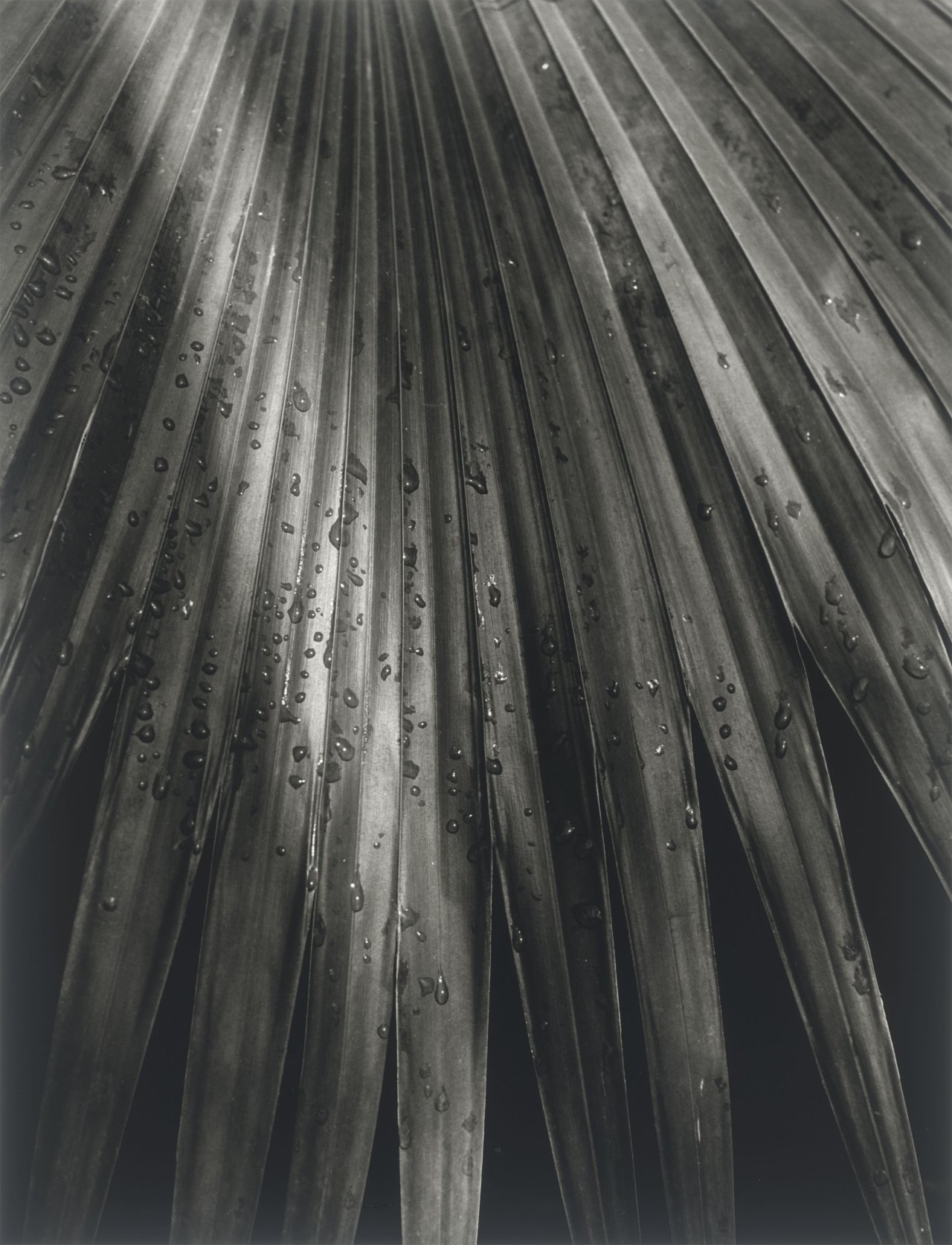 This picture shows the following artwork: Horst P. Horst (i.e. Horst Paul Albert Bohrmann). Chinese Fan Palm. 1945.