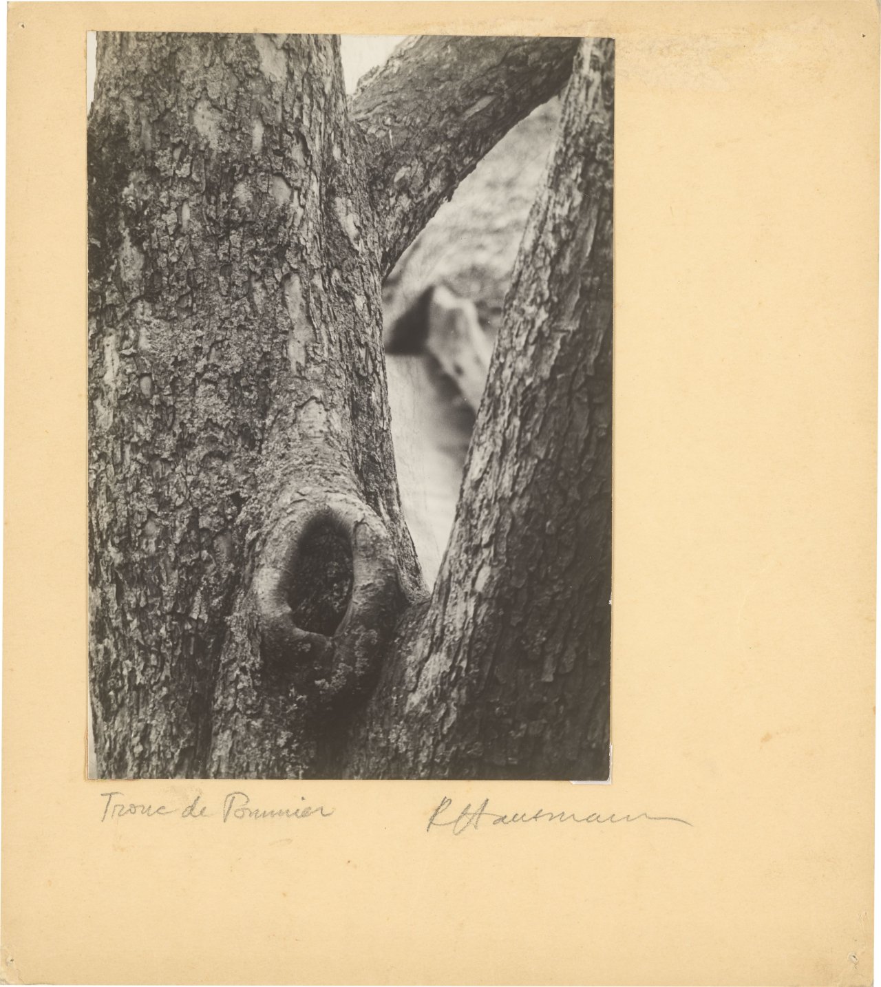 This picture shows the following artwork: Raoul Hausmann. ”Tronc de Pommier”, Limoges. 1950.