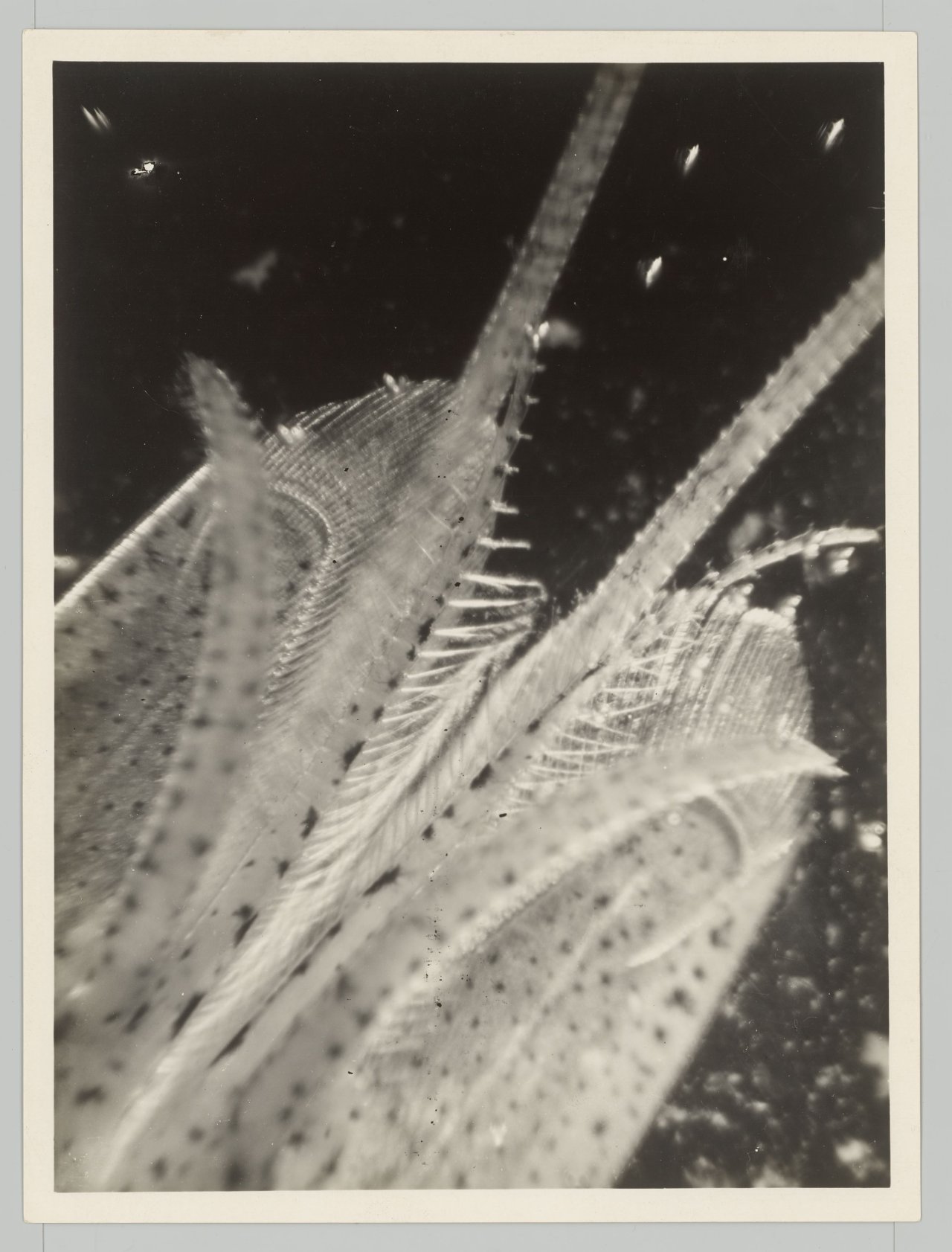 This picture shows the following artwork: Eli Lotar. ”Détail de la tête de la crevette (fond noir)”. 1929.