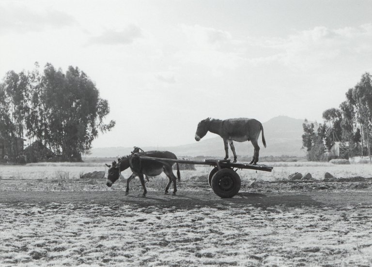 This picture shows the following artwork: Julius von Bismarck. ”Zwei Esel (Edition)”. 2013.