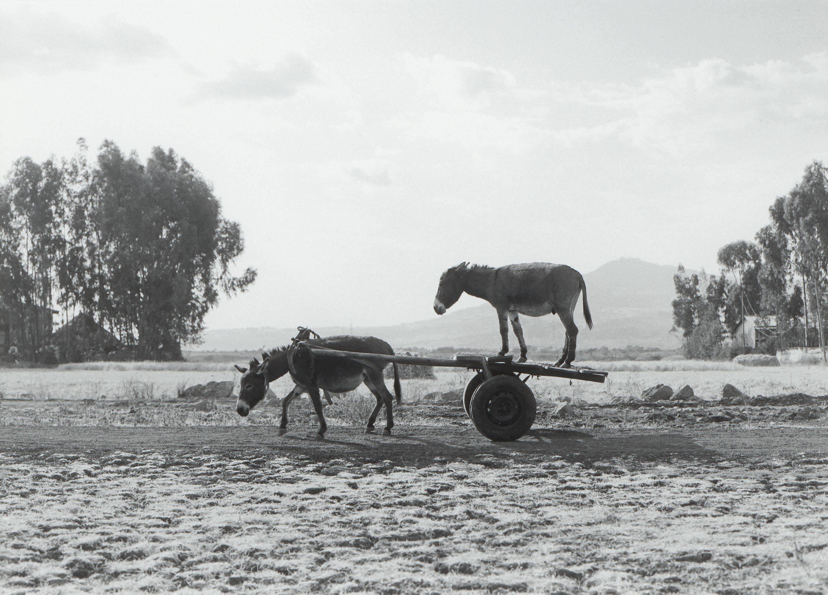 This picture shows the following artwork: Julius von Bismarck. ”Zwei Esel (Edition)”. 2013.