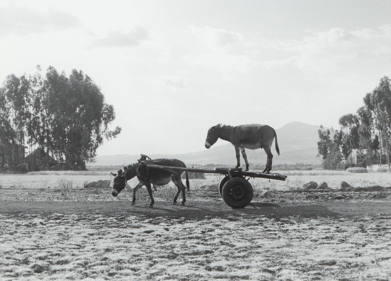 This picture shows the following artwork: Julius von Bismarck. ”Zwei Esel (Edition)”. 2013.