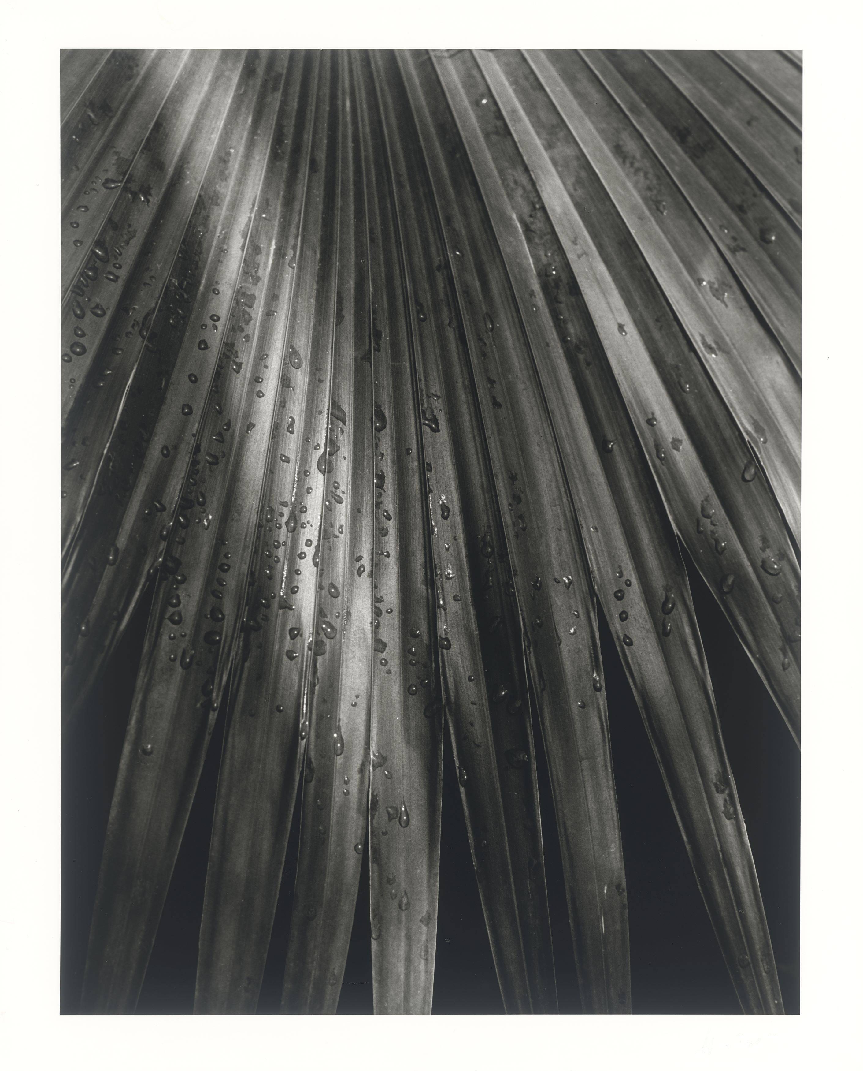 This picture shows the following artwork: Horst P. Horst (i.e. Horst Paul Albert Bohrmann). Chinese Fan Palm. 1945.