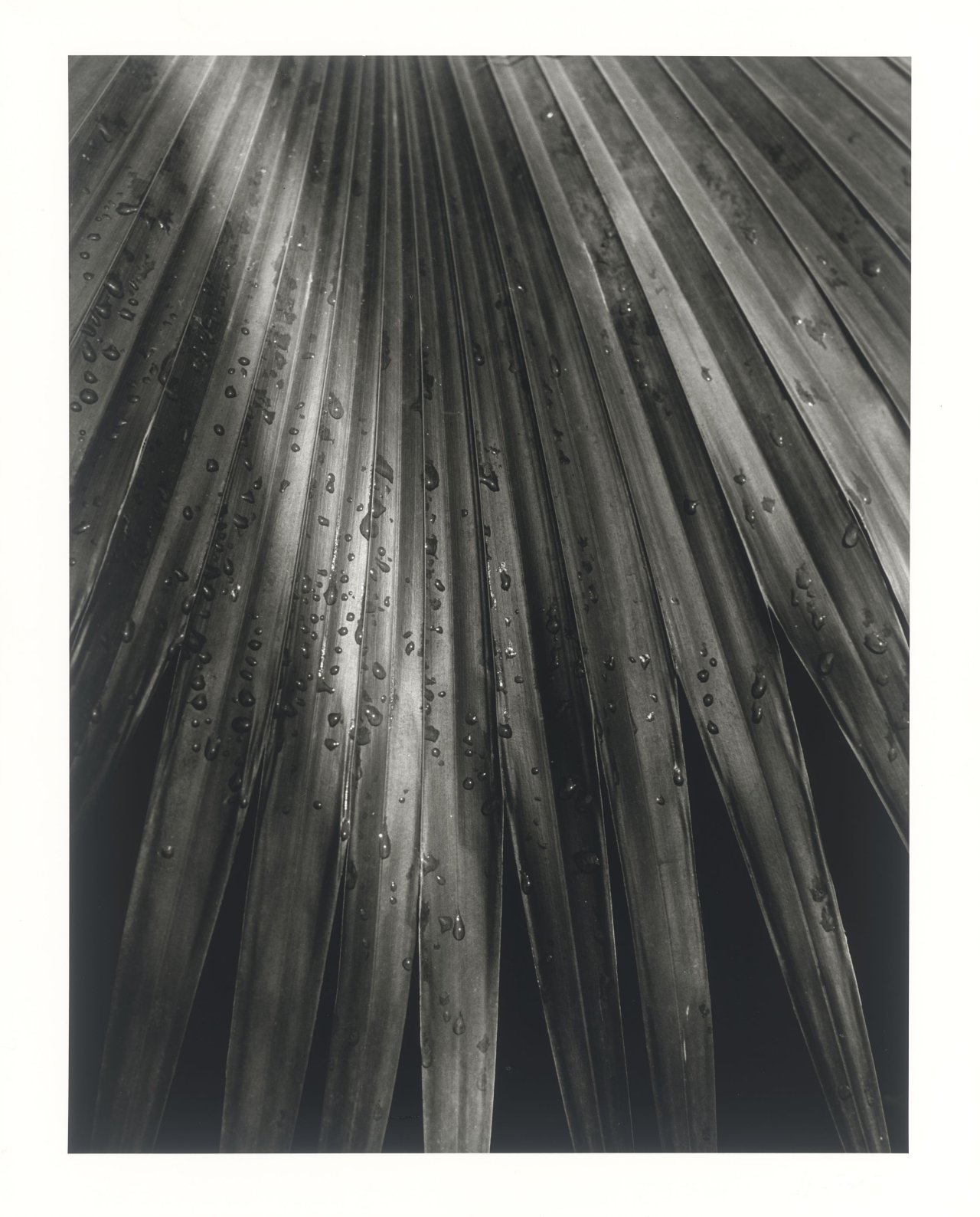 This picture shows the following artwork: Horst P. Horst (i.e. Horst Paul Albert Bohrmann). Chinese Fan Palm. 1945.