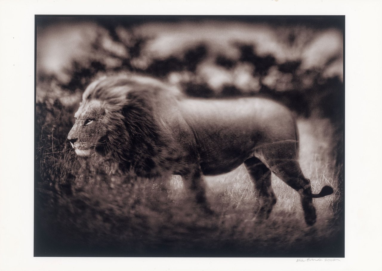 This picture shows the following artwork: Nick Brandt. Windswept Lion, Serengeti. 2002.