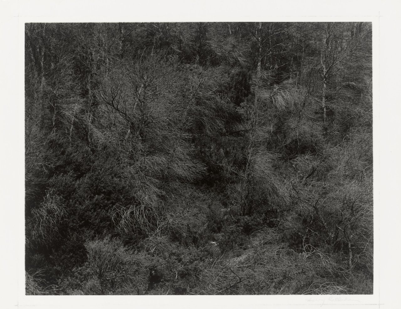 This picture shows the following artwork: Harry Callahan. Aix-en-Provence, France. 1957.