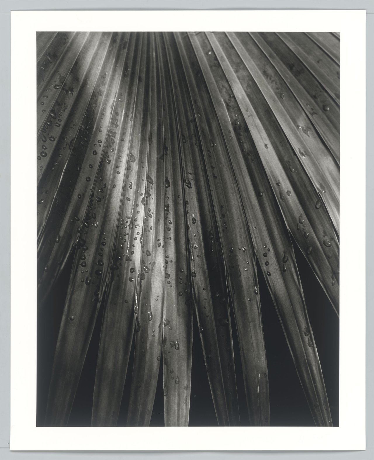 This picture shows the following artwork: Horst P. Horst (i.e. Horst Paul Albert Bohrmann). Chinese Fan Palm. 1945.