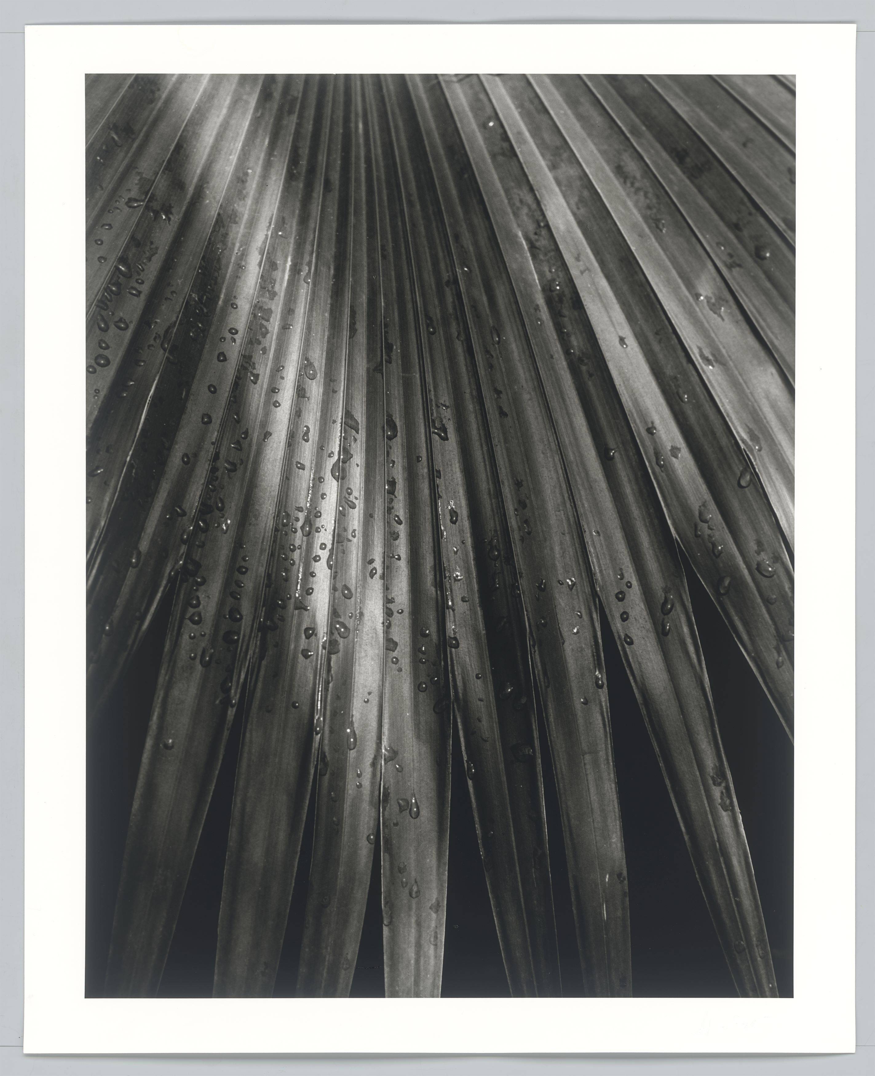 This picture shows the following artwork: Horst P. Horst (i.e. Horst Paul Albert Bohrmann). Chinese Fan Palm. 1945.