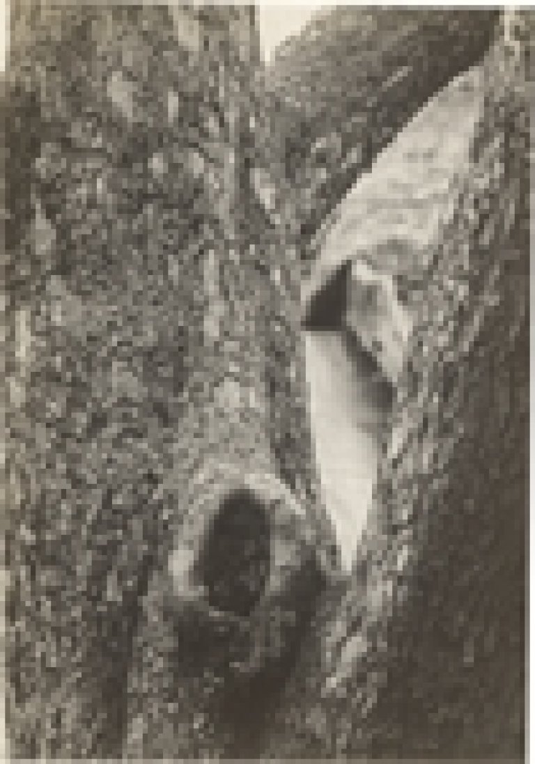 This picture shows the following artwork: Raoul Hausmann. ”Tronc de Pommier”, Limoges. 1950.