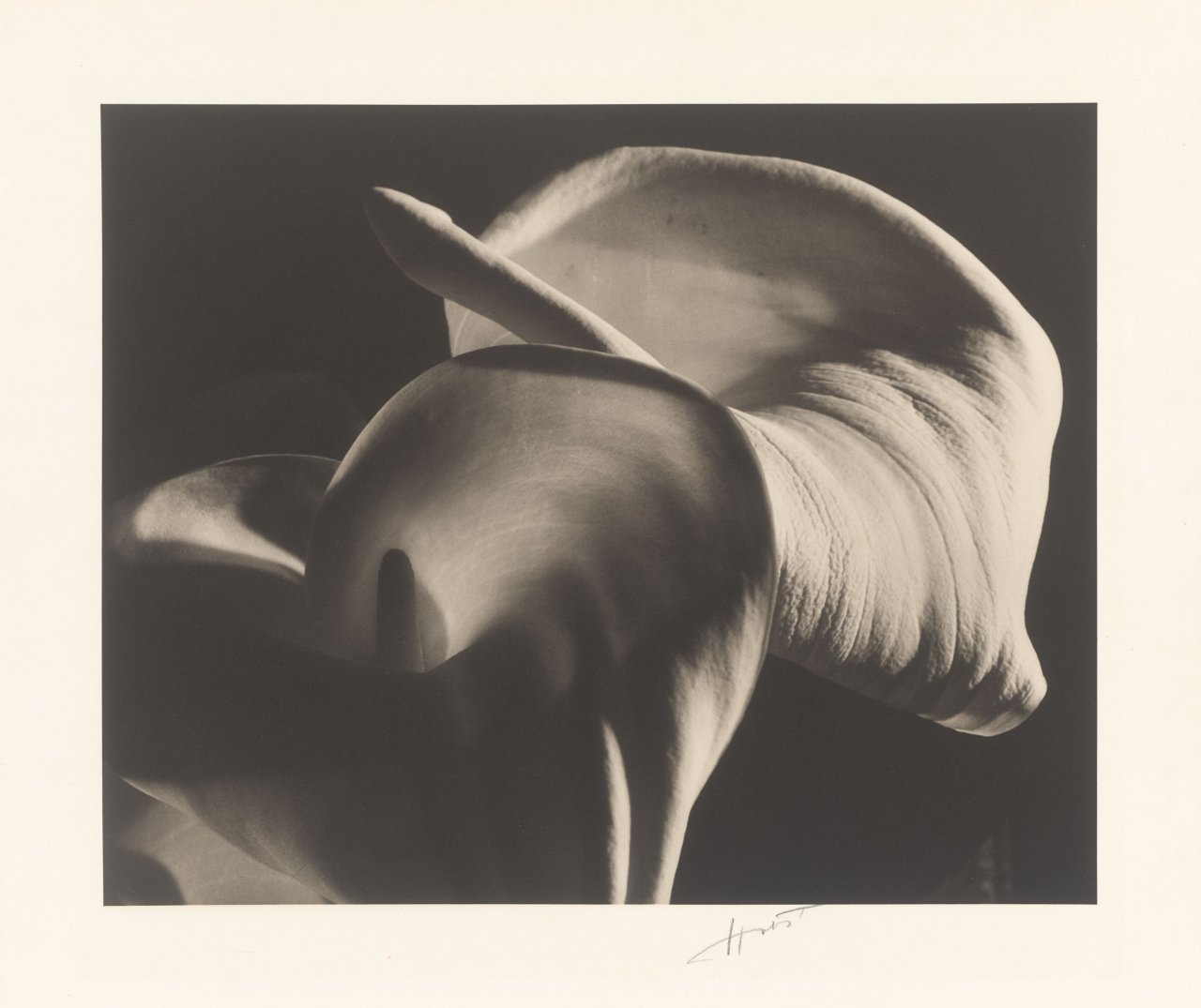 This picture shows the following artwork: Horst P. Horst (i.e. Horst Paul Albert Bohrmann). Calla Aethiopica. 1945.