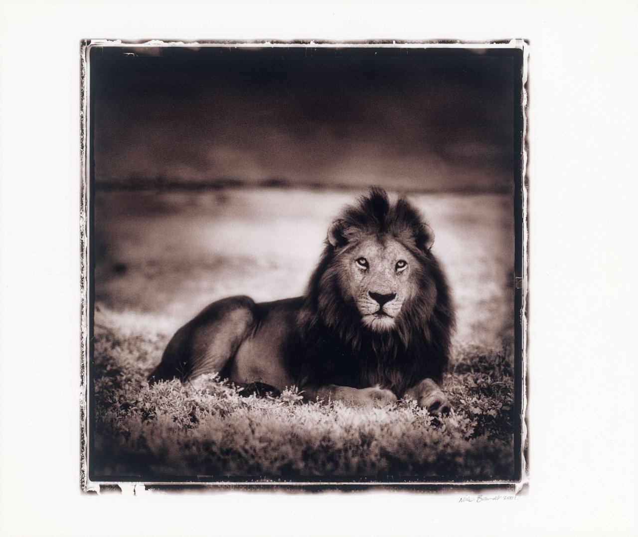 This picture shows the following artwork: Nick Brandt. Lion at Dawn, Naabi, Serengeti. 2001.