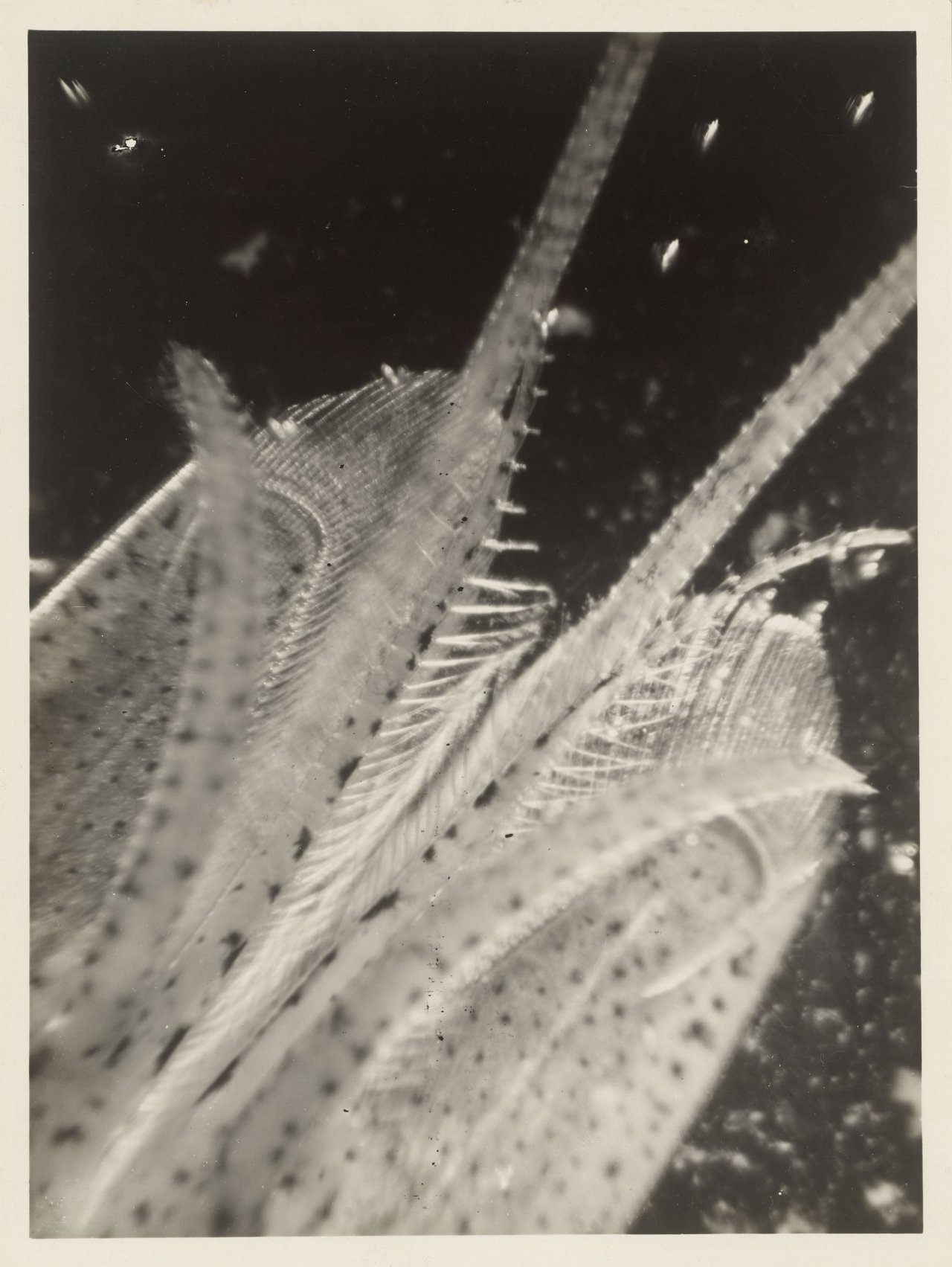 This picture shows the following artwork: Eli Lotar. ”Détail de la tête de la crevette (fond noir)”. 1929.