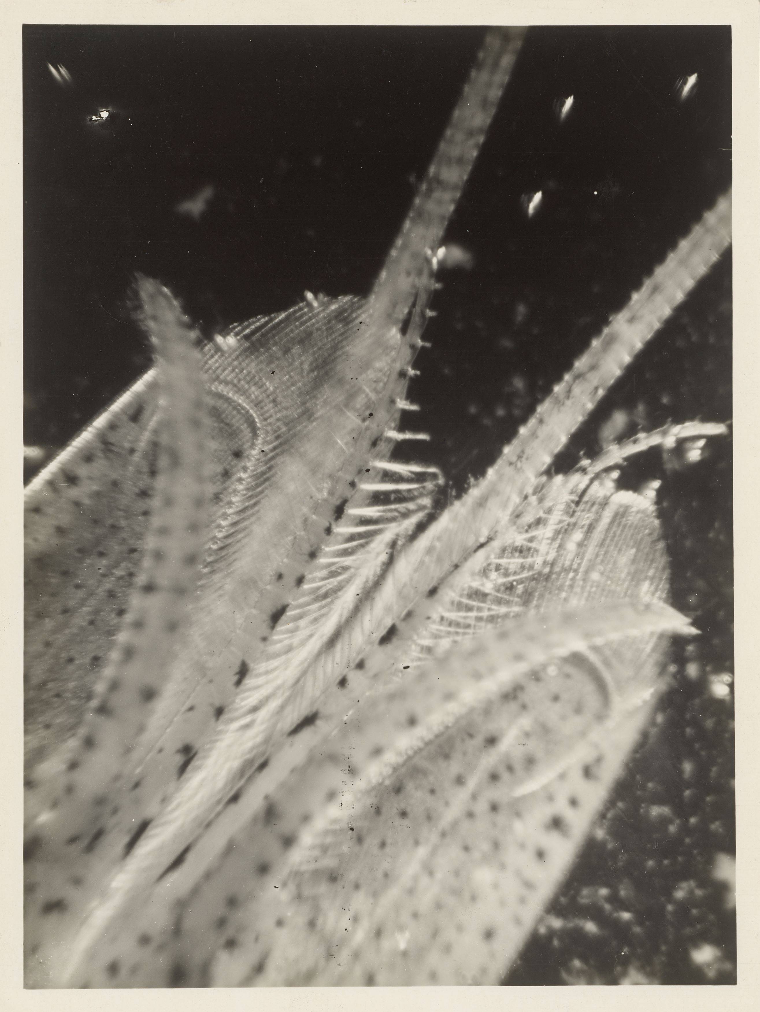 This picture shows the following artwork: Eli Lotar. ”Détail de la tête de la crevette (fond noir)”. 1929.