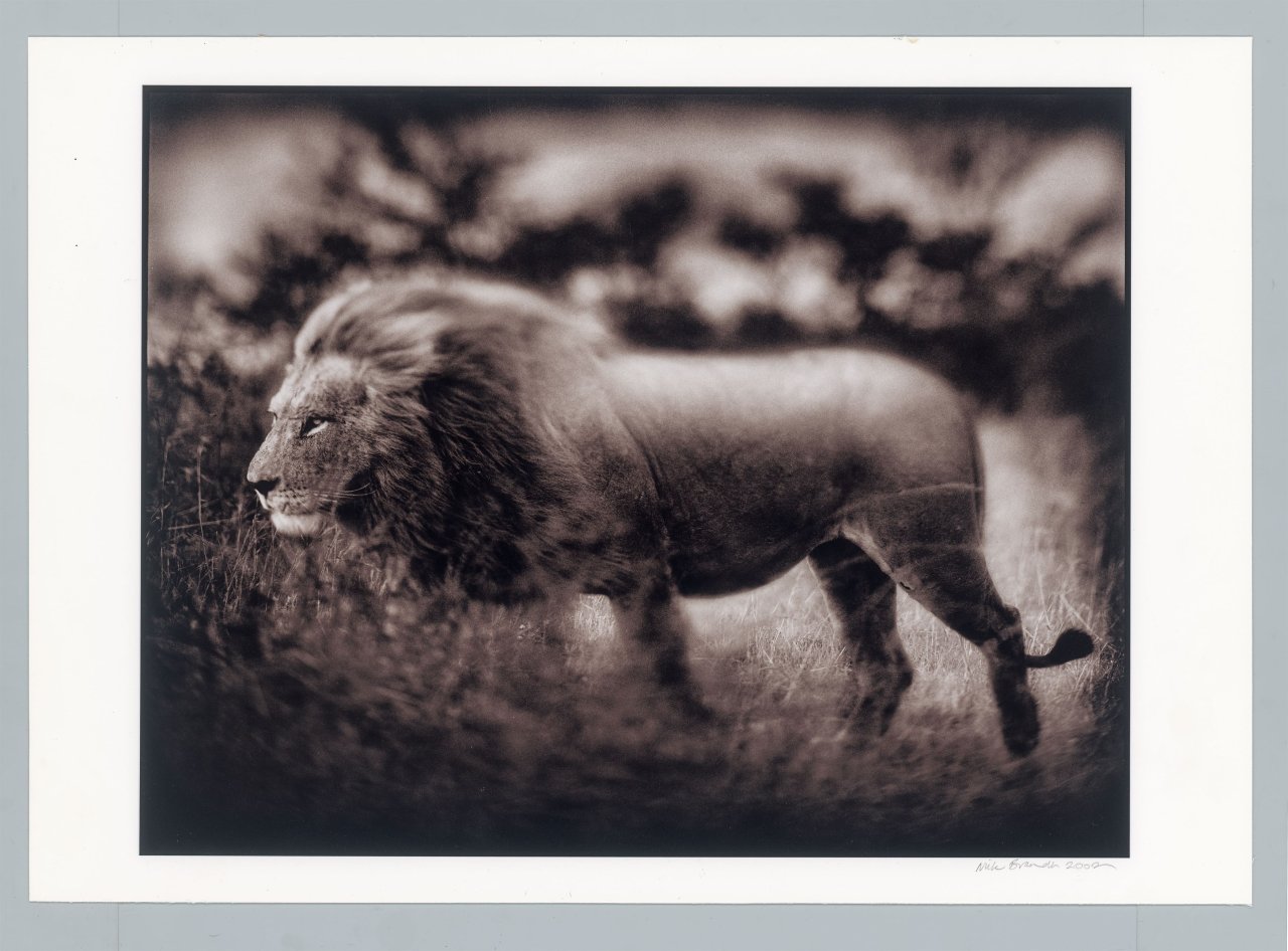This picture shows the following artwork: Nick Brandt. Windswept Lion, Serengeti. 2002.