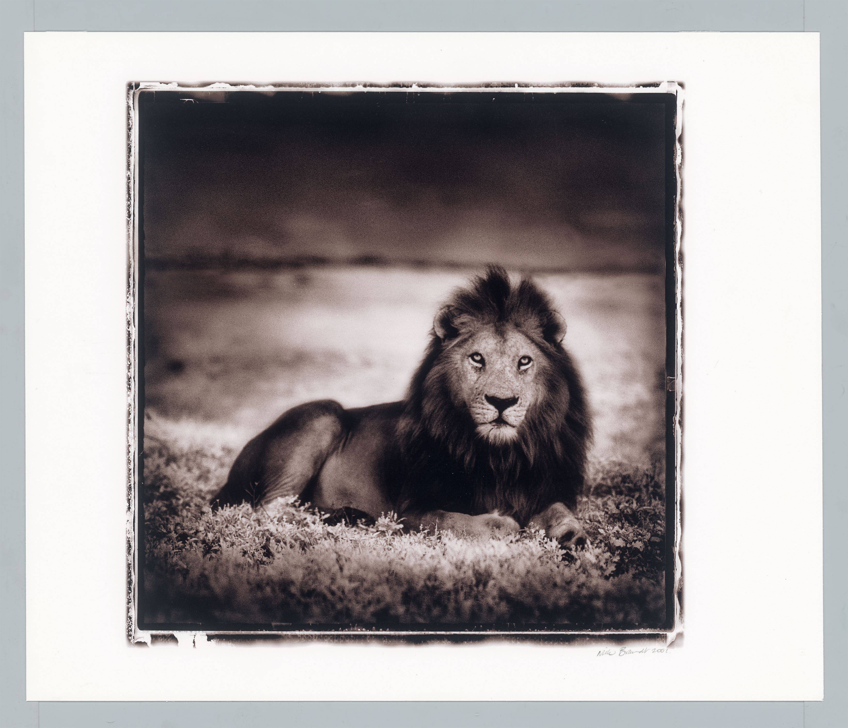 This picture shows the following artwork: Nick Brandt. Lion at Dawn, Naabi, Serengeti. 2001.