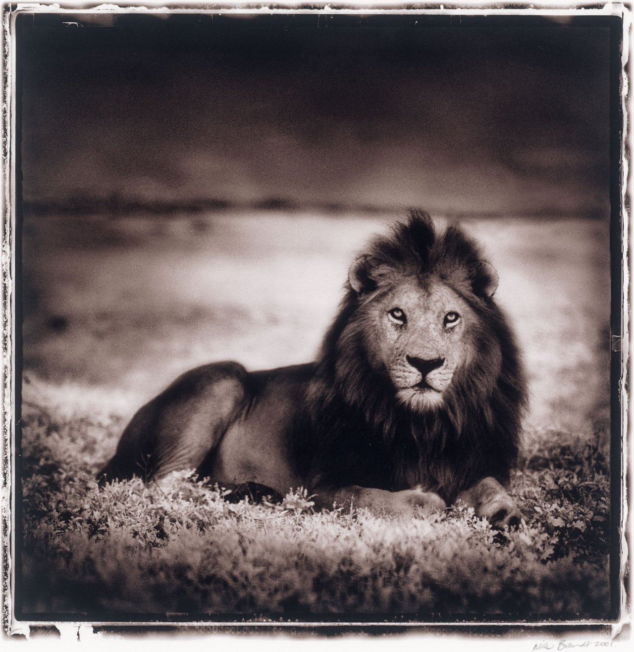 This picture shows the following artwork: Nick Brandt. Lion at Dawn, Naabi, Serengeti. 2001.