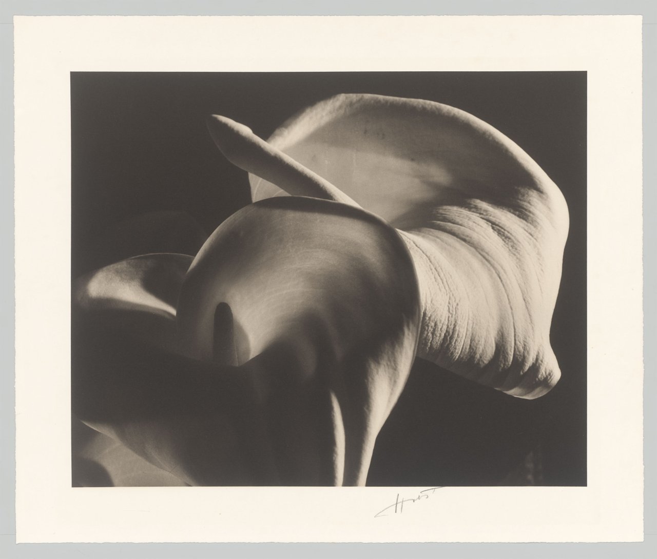 This picture shows the following artwork: Horst P. Horst (i.e. Horst Paul Albert Bohrmann). Calla Aethiopica. 1945.