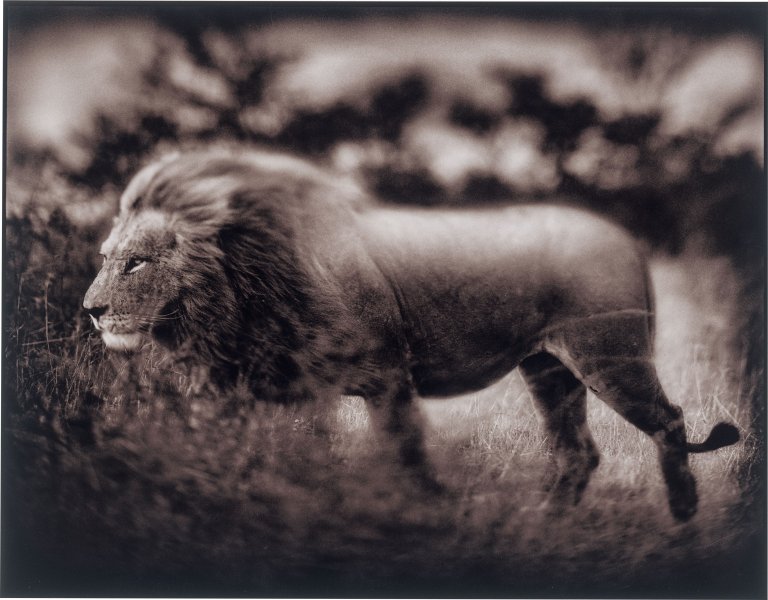 This picture shows the following artwork: Nick Brandt. Windswept Lion, Serengeti. 2002.