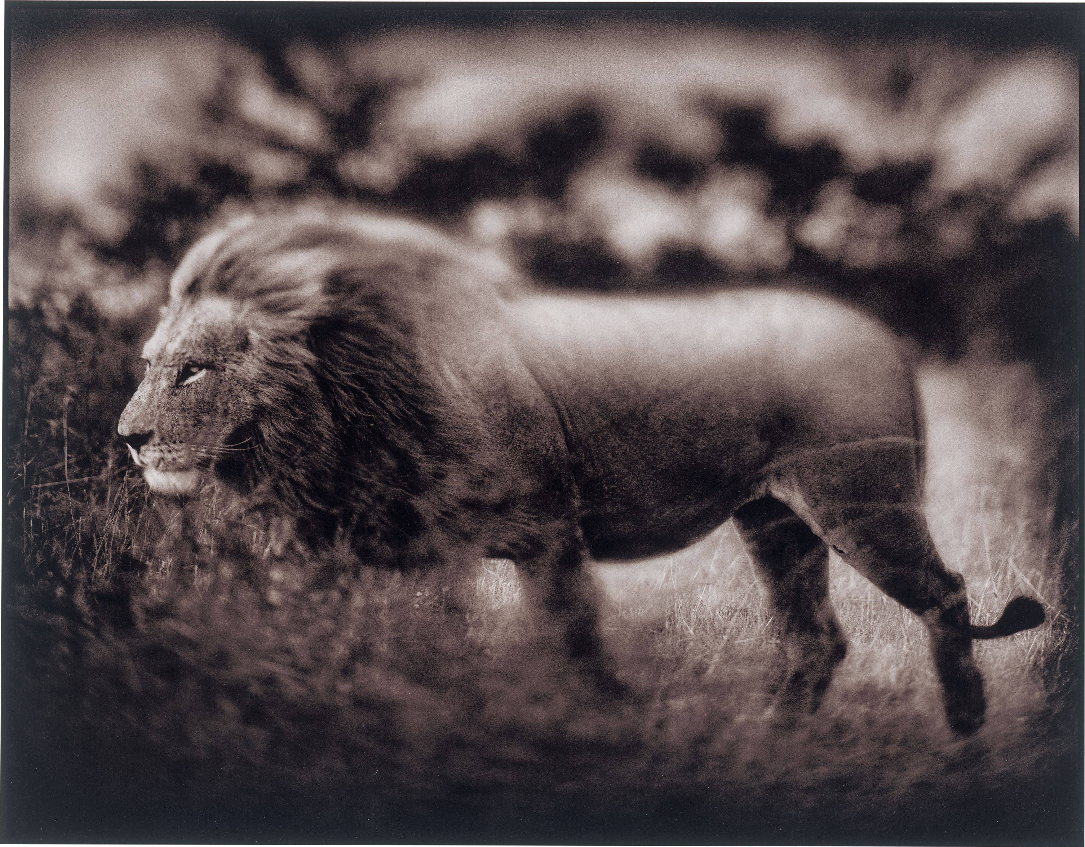 This picture shows the following artwork: Nick Brandt. Windswept Lion, Serengeti. 2002.